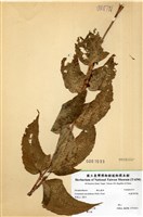 藏品(細齒貫眾蕨)的圖片